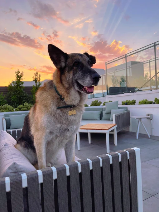 doug perches on a patio sofa as a majestic sunset transpires behind him. the sky is blue in the upper right corner, fading through pinkish orange clouds to a yellow horizon. radiant beams of sunlight shine up through the clouds behind his wonky ear, giving doug an angelic glow behind his glorious face.
