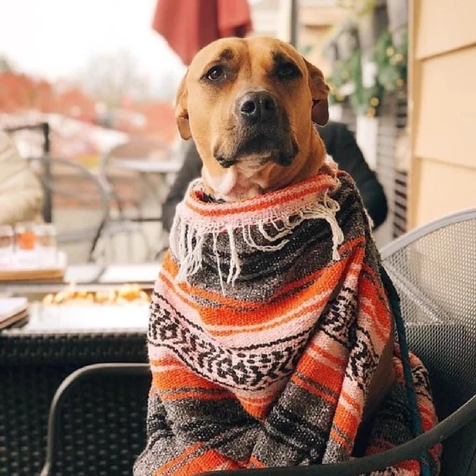 A dog, wrapped in a blanket, sits on a outdoor patio chair.