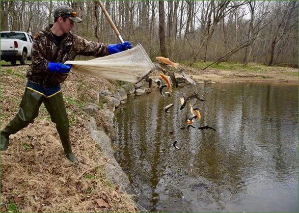 A person throwing fish into a lake