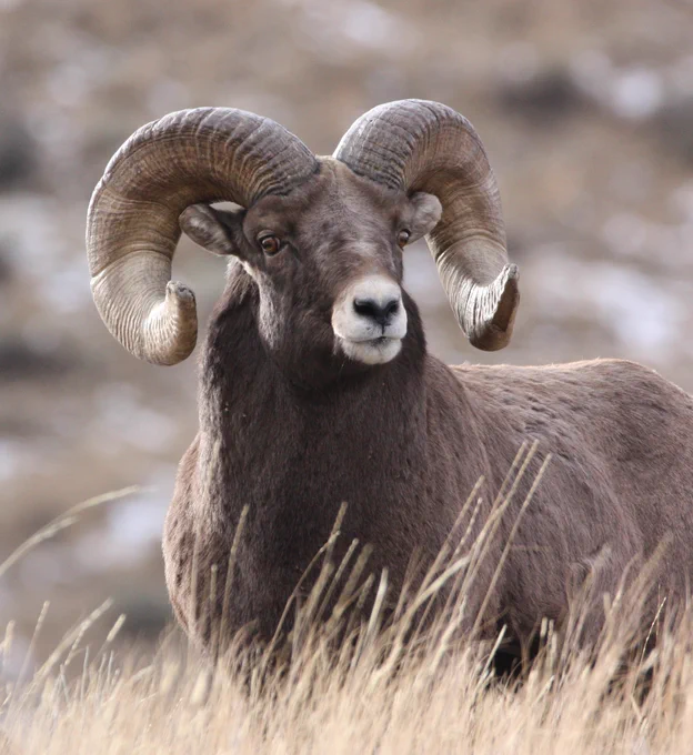 Bighorn sheep ram with dried grass in the foreground 