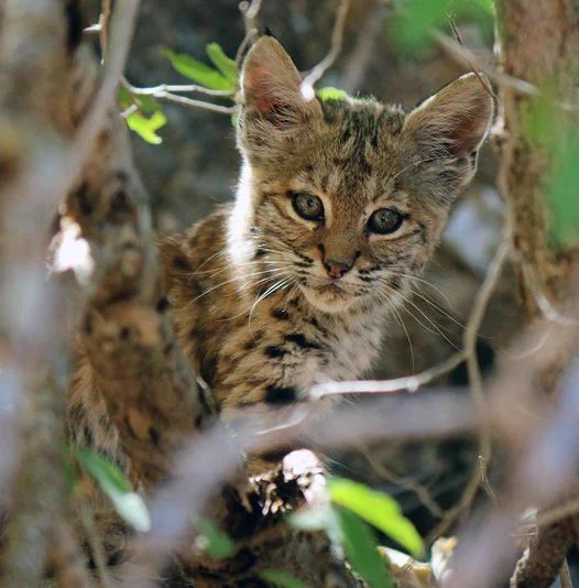 A view through a zoom lens of a bobcat kitten with tall, pointed ears sitting on a tree branch with eyes wide open Grand Canyon National Park.