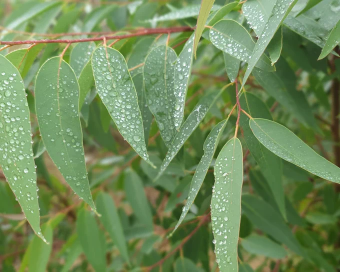 Eucalyptus leaves covered in rain droplets.