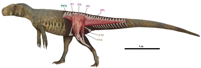 Side view of Piatnitzkysaurus with the hindlimb muscles in evidence