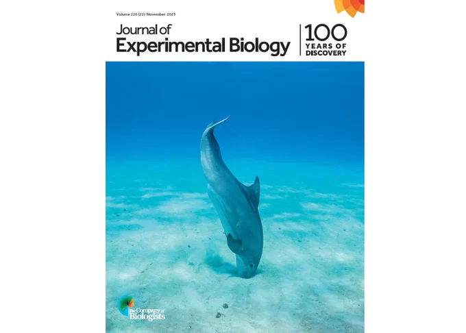 The front cover of Issue 22 by Shane Gross showing a bottlenose dolphin foraging in the sand.