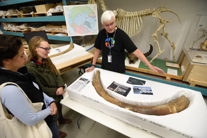 Kieran Shepherd shows a mammoth tusk at the 2016 Open House. He helped repatriate it to Canada, following an FBI investigation in the United States. ALT: Kieran Shepherd stands behind a table on which lies a mammoth tusk. Image: Cynthia Munster, Canadian Museum of Nature.