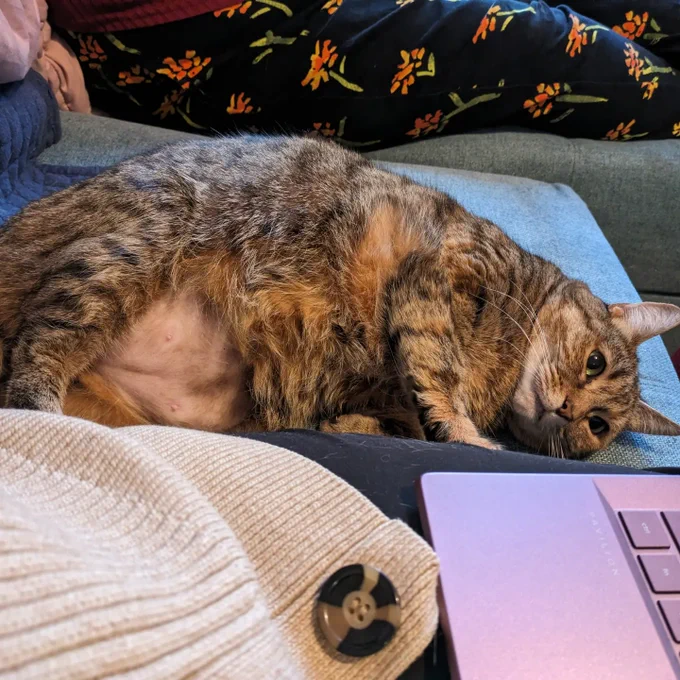 This is a close up photo of Luna the tabby cat. She has very large green eyes. She is lying on her side on the sofa with her tummy exposed.