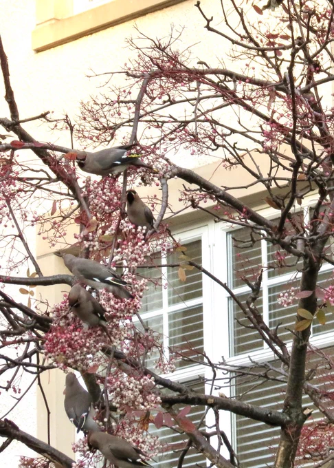 Seven waxwings cling to a branch with winter blossoms and berries