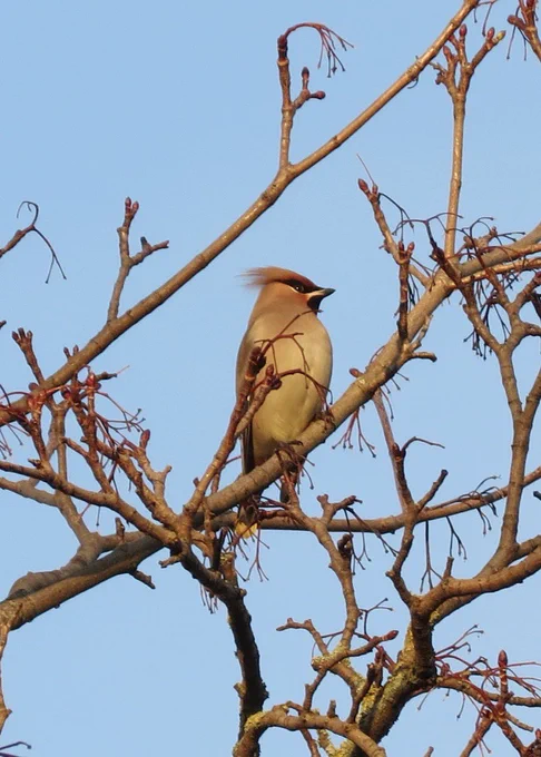 A waxwing, a medium size plump bird with a black mask around its eyes and a tuft on its head, sits on a branch in the winter sun