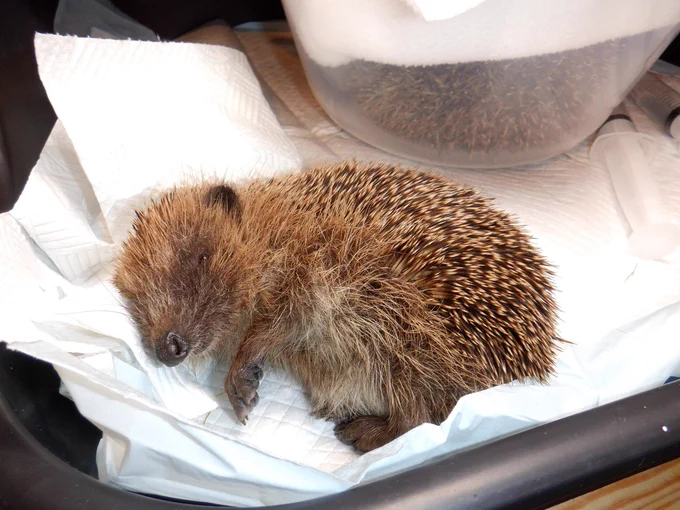 A hedgehog dying of lungworm, from being forced through starvation into eating slugs, being admitted into Hedgehog Cabin hospital. 