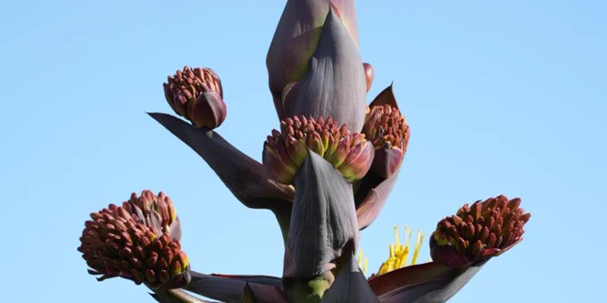 A reddish bulb is just slightly open. Vibrant yellow with red flowers are barely visible, poking out of the layered leaves.