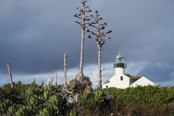 Multiple gray, dead stalks of Shaw’s agave stand in a clump of green succulent rosettes. A white lighthouse is visible in the background.