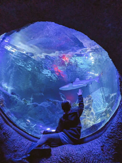 Girly sits on the ledge of a large round viewing window at the aquarium. She is facing and touching the glass with an outstretched hand, following the black tipped reef shark swimming in front of her.