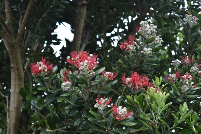 The iconic pohutukawa tree graces our garden and blooms in December.