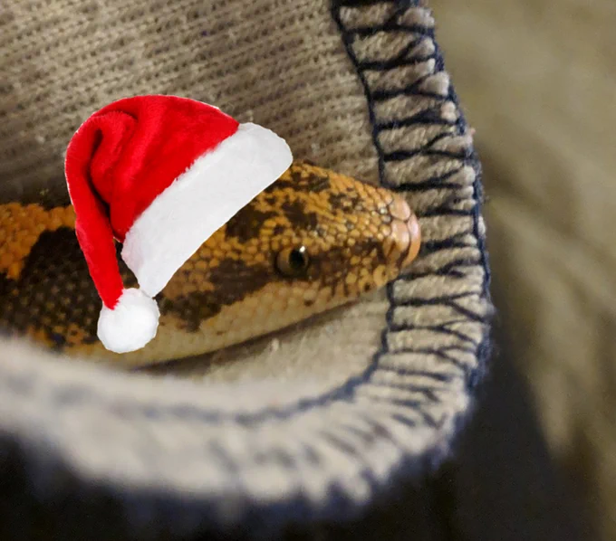a beautiful hank in seasonal apparel 