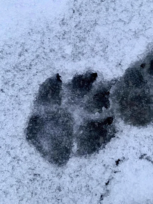 A paw print in the snow from a dog