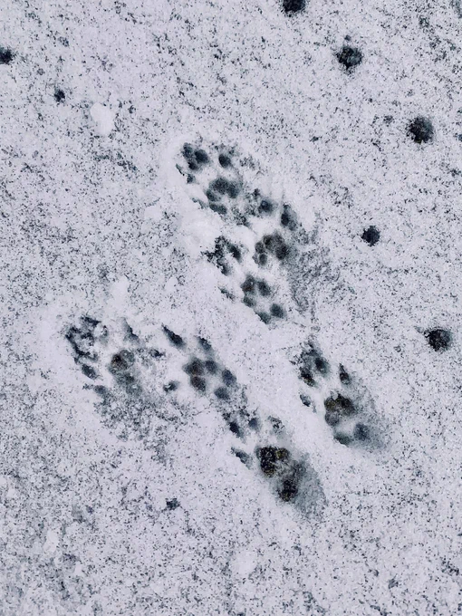 Paw prints in the snow from a squirrel