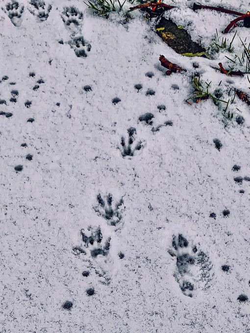 Paw prints in the snow from a squirrel