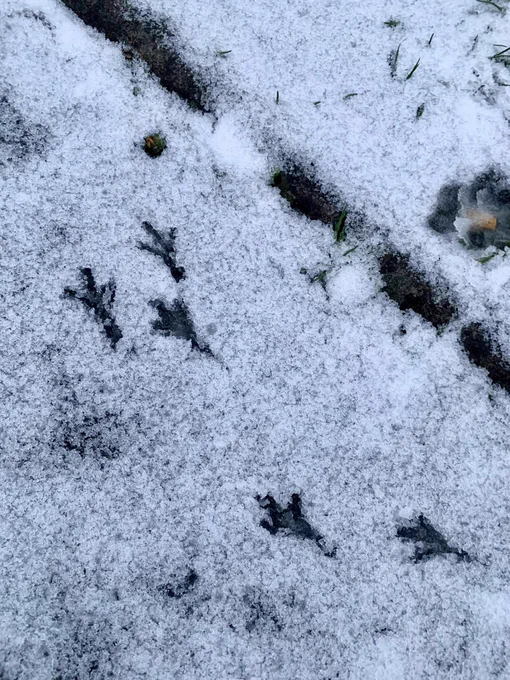 Prints in the snow from a bird