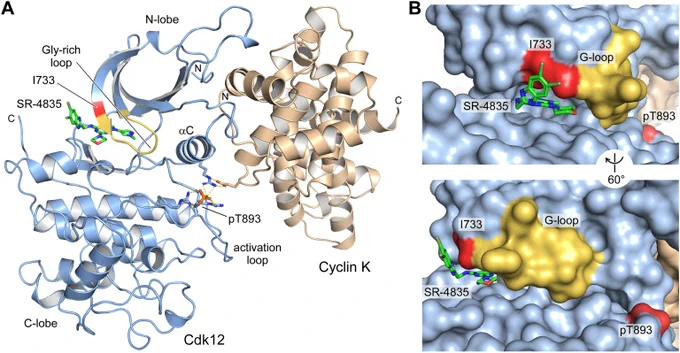 Figure 2. Crystal structure of Cdk12•SR-4835/CycK complex.