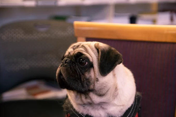 Myrtle poses for the camera sporting her favorite harness.