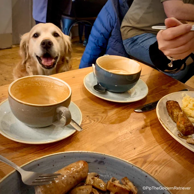 Pip the Golden Retriever is sitting next to a table with two breakfasts in it: one is a full English with sausage and mushrooms while the other is vegetarian. Pip the Golden Retriever is peering up at the table with shining eyes and a big smile on his face.