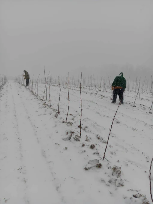 Hamaican H2A workers laboring in upstate NY on a cold 26° snowy day.