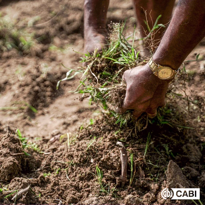 Image show: Hands tending soil
