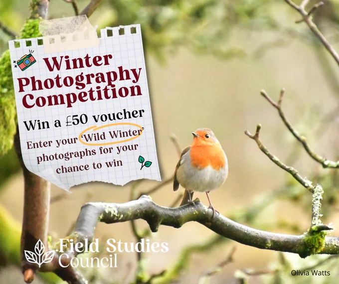 Winter Photography Competition. A photo of a Robin sits besides the details of this competition.
