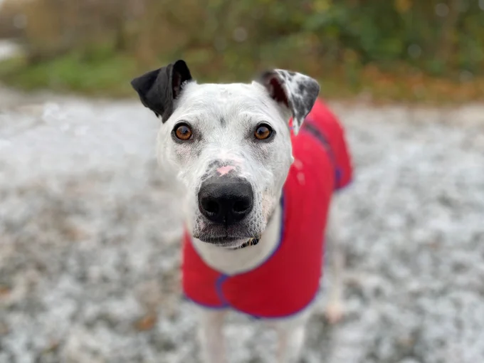 A white Lurcher crossbreed with floppy black ears is standing in a field with snow on the ground. He's wearing a red jacket.