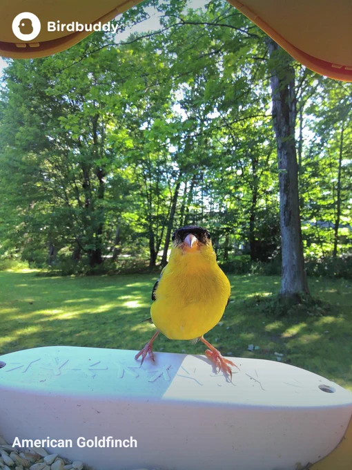 American goldfinch looking handsome