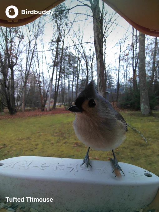 Tufted titmouse looking handsome