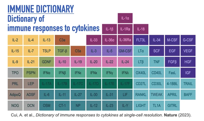 The Immune Dictionary is a large-scale compendium of single-cell transcriptomic profiles of more than 17 immune cell types in response to each of 86 cytokines in vivo, a reference for understanding the complex immune system. The image lists the 86 cytokines, representing almost all major cytokines in the immune system, studied in the dictionary. 

For more information, see our Nature (2023) publication "Dictionary of immune responses to cytokines at single-cell resolution": https://www.nature.com/articles/s41586-023-06816-9