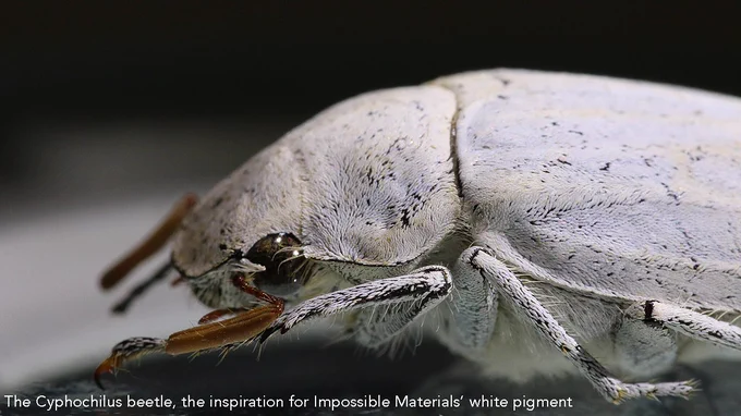Close-up of a Cyphochilus beetle, showcasing its unique white pigment. The intricate patterns on the beetle's exoskeleton reveal the inspiration for Impossible Materials' groundbreaking cellulose-based pigment, promising eco-friendly applications in various industries.
Courtesy of the Biomimicry Institute (https://biomimicry.org/)