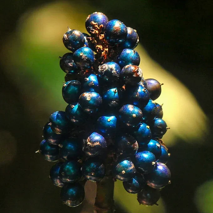 Professor Silvia Vignolini, Sparxell’s Chief Scientific Advisor, first encountered the fruits of Polia condensata (pictured) in the collection of the British Museum. More than a century after they were first collected, their colours were as vibrant as the day they were picked.
It turns out that the colour vividness occurs because of the peculiar arrangement of the cellulose chains in the cell wall of the fruits, giving the fruit an intense structural colouration—one of the brightest colours of all biological materials.
Many brightly coloured plants and animals, including some birds, butterflies, and beetles, evolved intricate and sometimes highly elaborate micro-scale arrangements to achieve striking colours and effects.
Courtesy of Sparxell (https://sparxell.com/technology/)