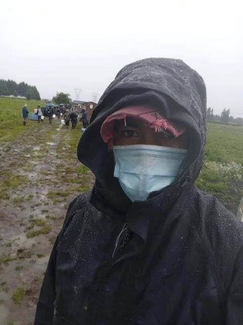 Farmworker at the edge of an Oregon strawberry field