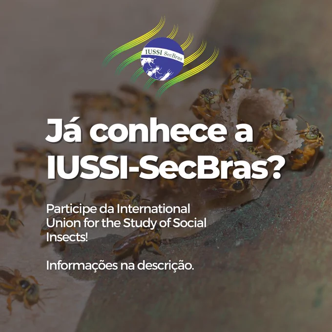 Imagem: Abelhas Indígenas Jataí
Autor: Jonathan Wilkins
Arte: Bruno Cruz