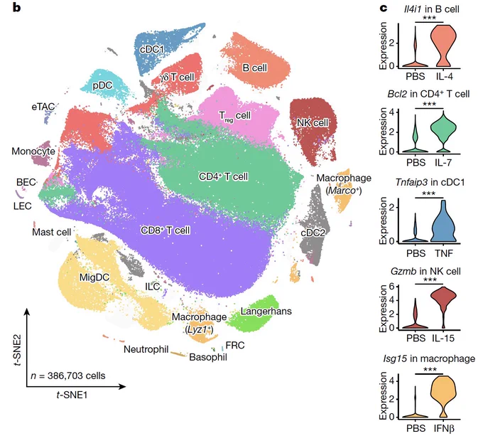 We profiled 386,703 single cells using scRNA-seq, identified more than 17 immune cell types in lymph nodes, and found well established cytokine-responsive genes are robustly upregulated in the dictionary.

Fig 1b, c in Nature (2023) https://www.nature.com/articles/s41586-023-06816-9 