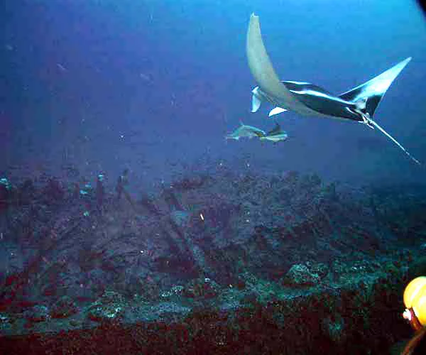 A huge manta ray glides over the wreckage of the Monitor. An abundance of marine life has made the Monitor home. This image was taken from the submersible Johnson Sea-Link.Photo courtesy of Monitor Expedition 2002, NOAA/OER.

