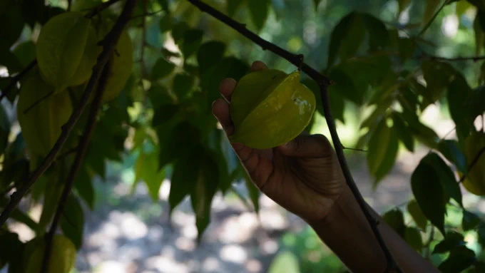 Light green fruit in the shape of a star hangs off a thin branch, with a woman's hand and arm reaching up towards it.