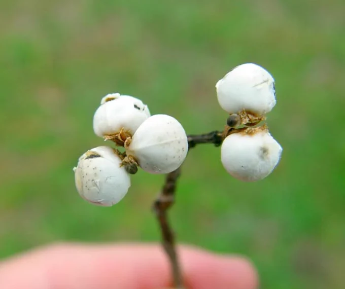 White popcorn-like Chinese tallowtree seeds