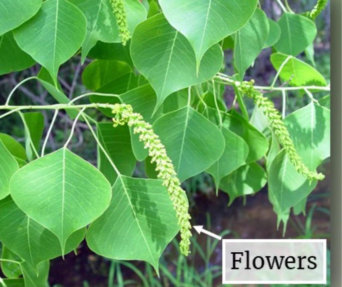Chinese tallowtree flowers
