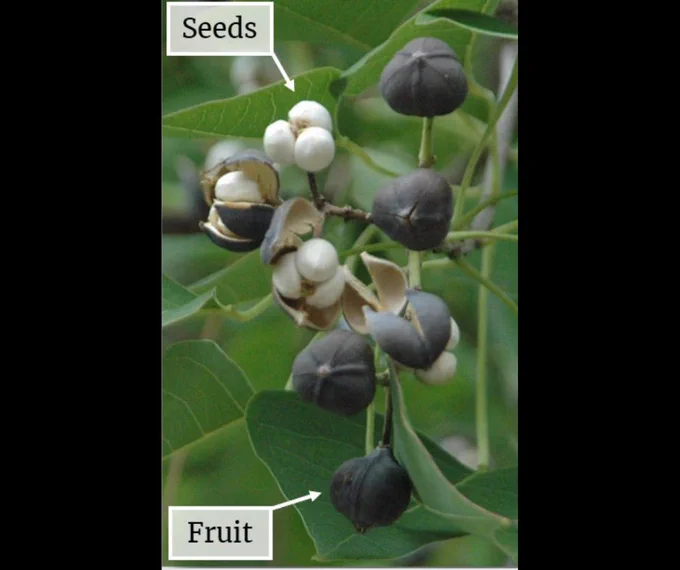 Chinese tallowtree seeds and fruit