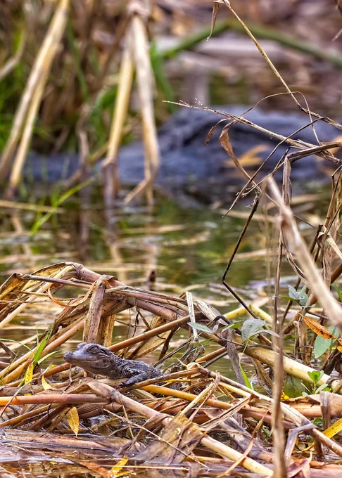 a hatchling alligator in the foreground with a large mama alligator in the background