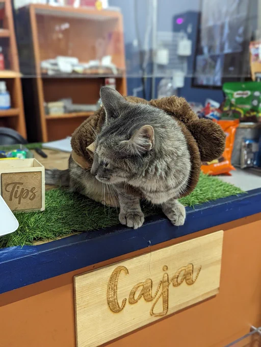 Small grey cat with a brown hoodie on the counter in a small store. 