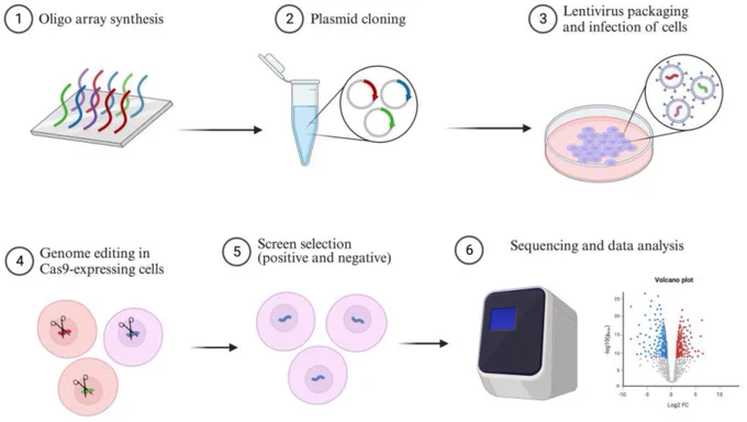 An overview of the CRISPR screening process. It begins with the construction of synthetic sgRNA plasmid libraries for Cas9 knockout or transcriptional activation. These plasmid libraries are then packaged into lentiviruses and transduced into the target cell lines, creating stable cell lines for screening. After selection, a diverse pool of cells with gene knockouts is obtained, which can be used in various screening methods. Genomic DNA is collected at specific time points, followed by next-generation sequencing and data analysis to identify candidate genes.