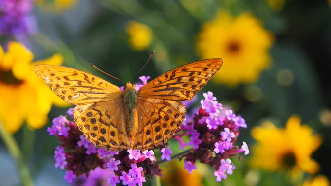 Argynnis paphia. Photo Pixabay.