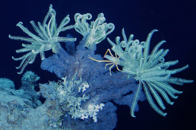 photo of a blue coral reef in dark water