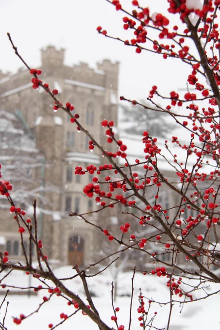 A tree with winter berries is covered with snow.  Swartz Hall sits behind the tree branch.
