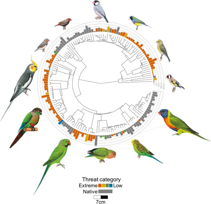 A phylogenetic tree of all parrots and passerines found in online trade, with bar graphs of their traded abundance and images of the twelve most traded species: Java Sparrow, Gouldian Finch, Domestic Canary, European Goldfinch, Rainbow Lorikeet, Budgerigar, Rosy-faced Lovebird, Rose-ringed Parakeet, Green-cheeked Parakeet, Cockatiel, Zebra Finch, and Painted Finch.