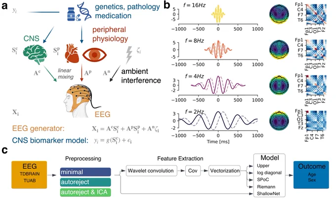 Conceptual framework for biomarker learning from EEG  (a). Morelet wavelets provide a unified representation for computing classical spectral features (i.e. log power) and covariances used by advanced ML models for EEG (b). Modeling and benchmarking setup for studying the impact of peripheral EEG generators on ML model predictions (c).